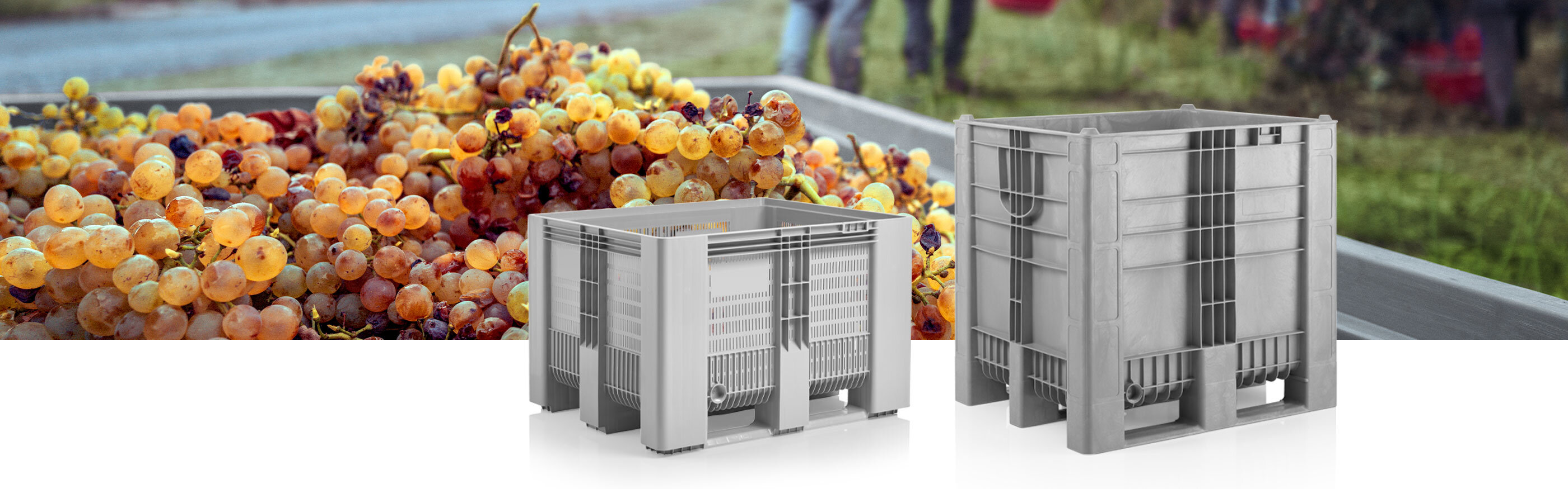 Palettenbox mit Weintrauben